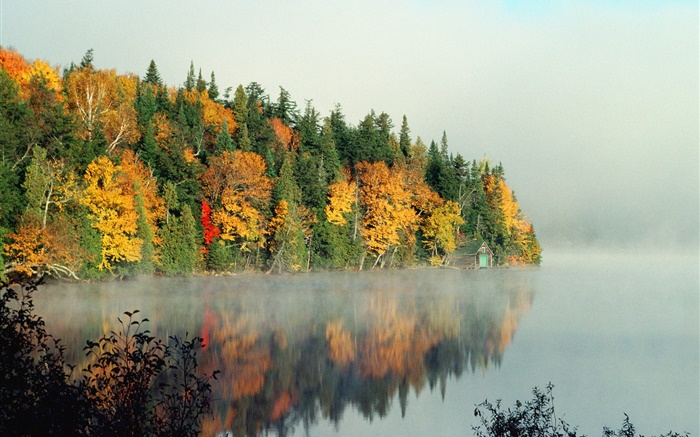 湖泊，树木，雾，早晨，秋 壁纸 图片