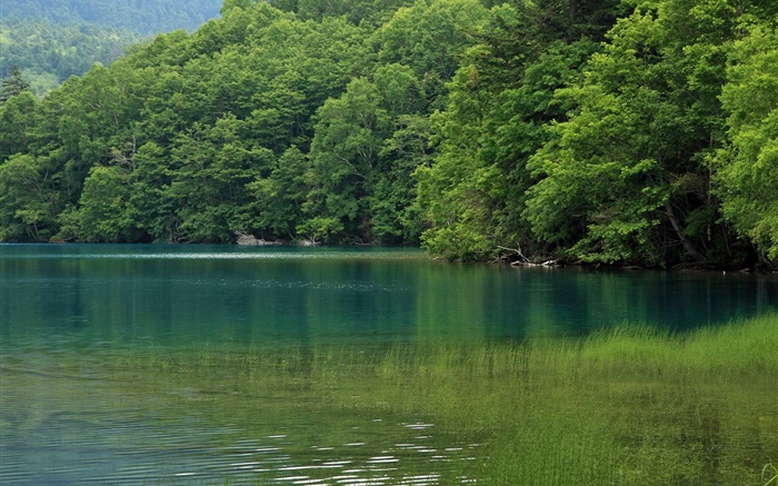 湖泊，树木，水草，日本北海道 壁纸 图片
