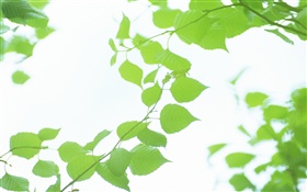 叶，绿色，背景虚化，夏天 高清壁纸