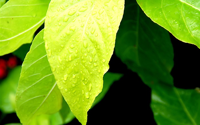 浅绿色的树叶，水滴 壁纸 图片