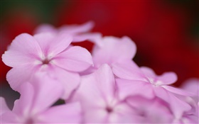 浅紫色的花朵花瓣