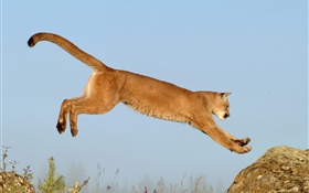 母狮跳跃 高清壁纸
