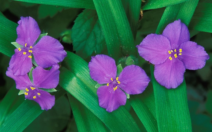 小紫色鲜花，三个或四个花瓣，绿叶 壁纸 图片