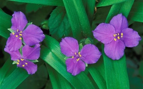小紫色鲜花，三个或四个花瓣，绿叶