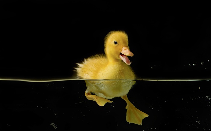 小黄鸭子在水中 壁纸 图片