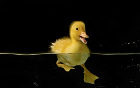小黄鸭子在水中