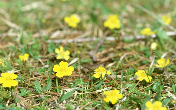 小黄的野花，地面，草 壁纸 图片