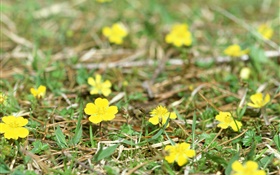 小黄的野花，地面，草