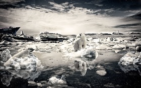 孤独的熊，雪，海，创意图片
