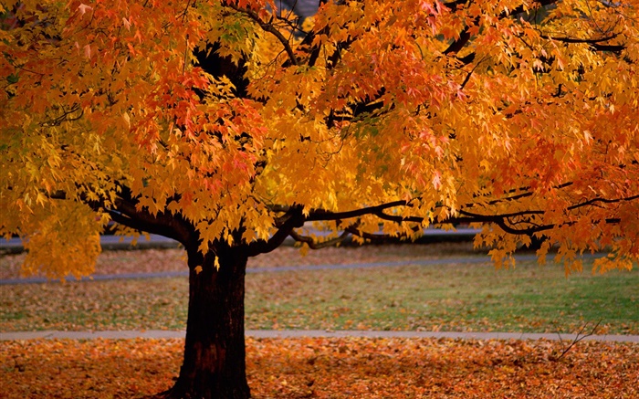 孤独的树，秋天，黄叶 壁纸 图片