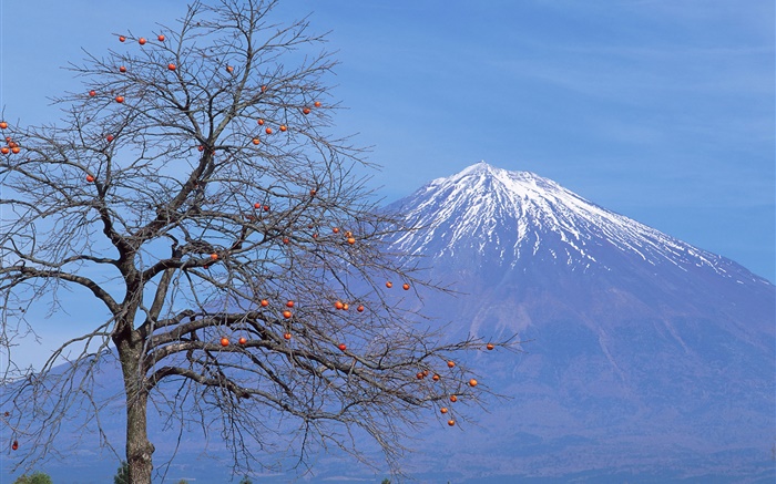孤独的树，水果，富士山，日本 壁纸 图片