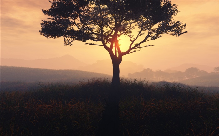 孤独的树，日出，草，黎明，雾 壁纸 图片