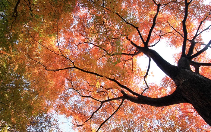 抬头看看，枫树，黄色和红色的叶子，秋天 壁纸 图片