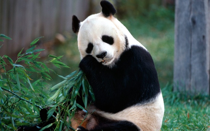 可爱的熊猫吃竹子 壁纸 图片
