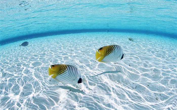 马尔代夫，热带小丑鱼，浅海区，海水 壁纸 图片