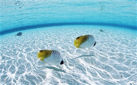 马尔代夫，热带小丑鱼，浅海区，海水 高清壁纸
