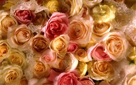 许多玫瑰鲜花，黄色和粉红色 高清壁纸