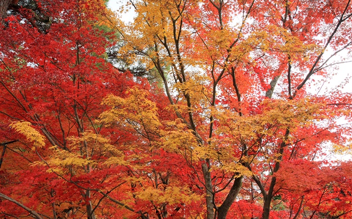 枫树林，树木，红色的叶子，秋天 壁纸 图片