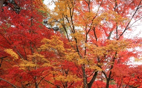 枫树林，树木，红色的叶子，秋天