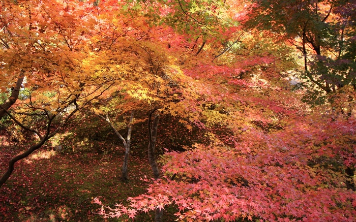 枫树林，树木，红叶，秋 壁纸 图片