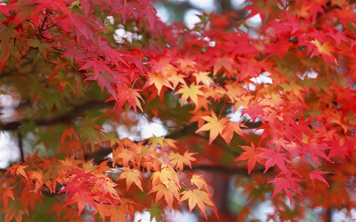 枫叶，红色，秋天 壁纸 图片