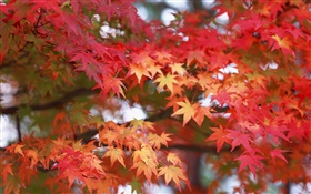 枫叶，红色，秋天