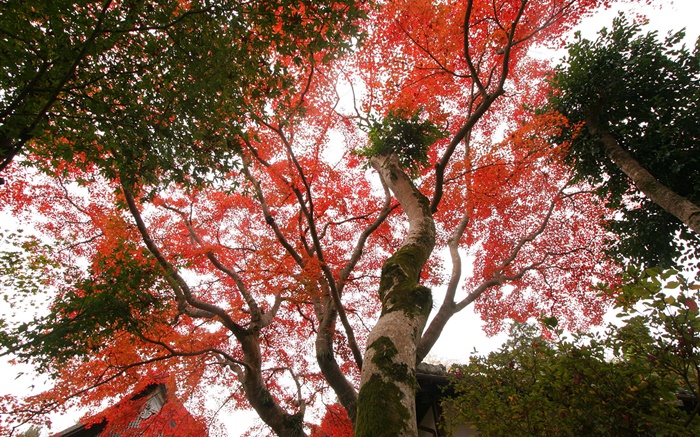枫叶树仰视，红叶，秋天，房子 壁纸 图片
