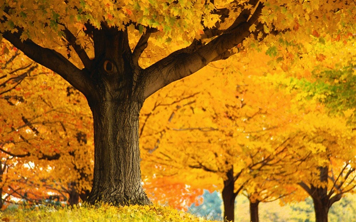 枫树，黄色的叶子，地面，秋季 壁纸 图片