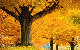 枫树，黄色的叶子，地面，秋季