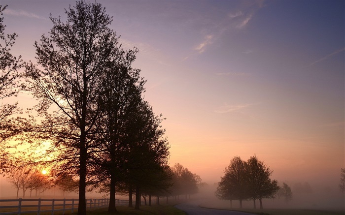 早晨，雾，树木，道路，日出 壁纸 图片