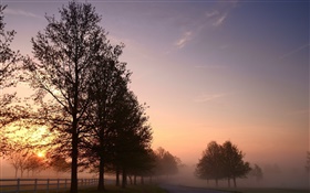 早晨，雾，树木，道路，日出 高清壁纸