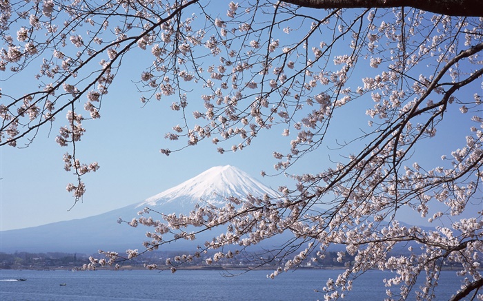 富士山，日本樱花，海，船 壁纸 图片