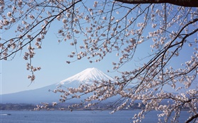 富士山，日本樱花，海，船 高清壁纸