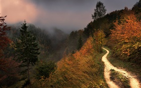 山，雾，树木，人行道，秋季