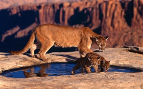 山狮，妈妈和幼崽 高清壁纸