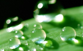 自然叶微距特写，露水，绿色