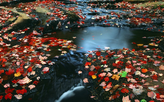 自然风光，红叶，河，秋 壁纸 图片