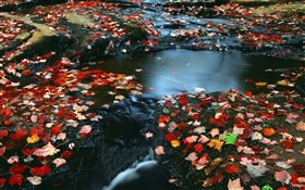 自然风光，红叶，河，秋 高清壁纸