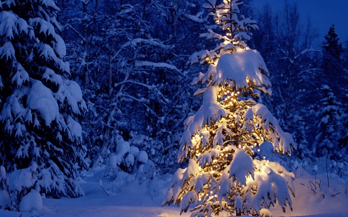 晚上，树木，灯光，厚厚的积雪，圣诞 壁纸 图片