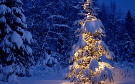 晚上，树木，灯光，厚厚的积雪，圣诞 高清壁纸