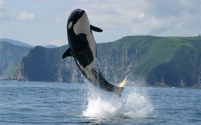 逆戟鲸跳跃，海，水溅 壁纸 图片