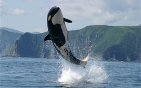 逆戟鲸跳跃，海，水溅 高清壁纸