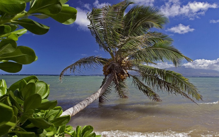 棕榈树，海，水，夏威夷，美国 壁纸 图片