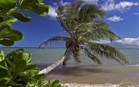 棕榈树，海，水，夏威夷，美国 高清壁纸