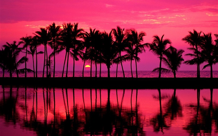 棕榈树，素描，红色的天空，夕阳，海 壁纸 图片