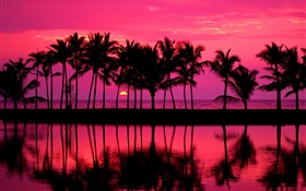 棕榈树，素描，红色的天空，夕阳，海