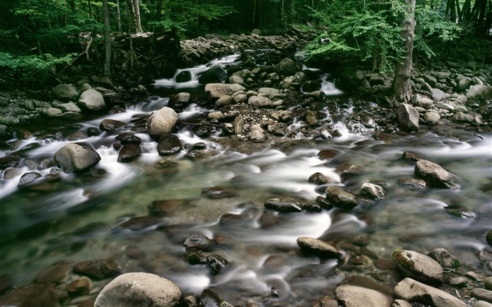 鹅卵石，小溪，森林 壁纸 图片