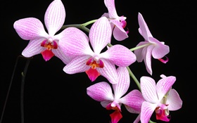 粉红色的蝴蝶兰花，黑色背景