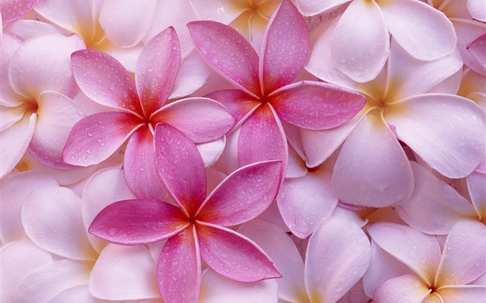 粉红色和白色的鸡蛋花的花瓣，水滴 壁纸 图片