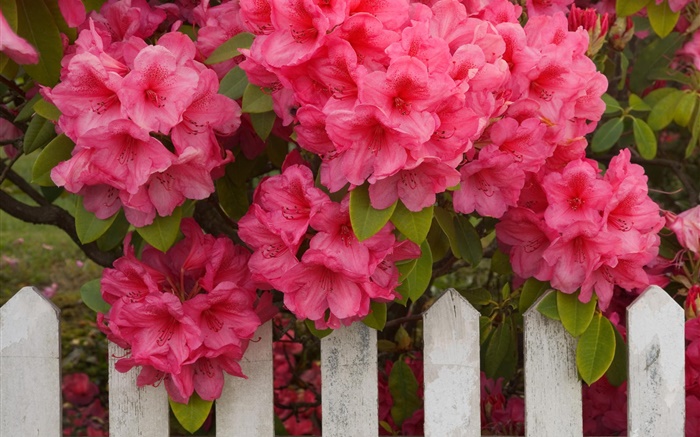 粉红的杜鹃花，围栏 壁纸 图片